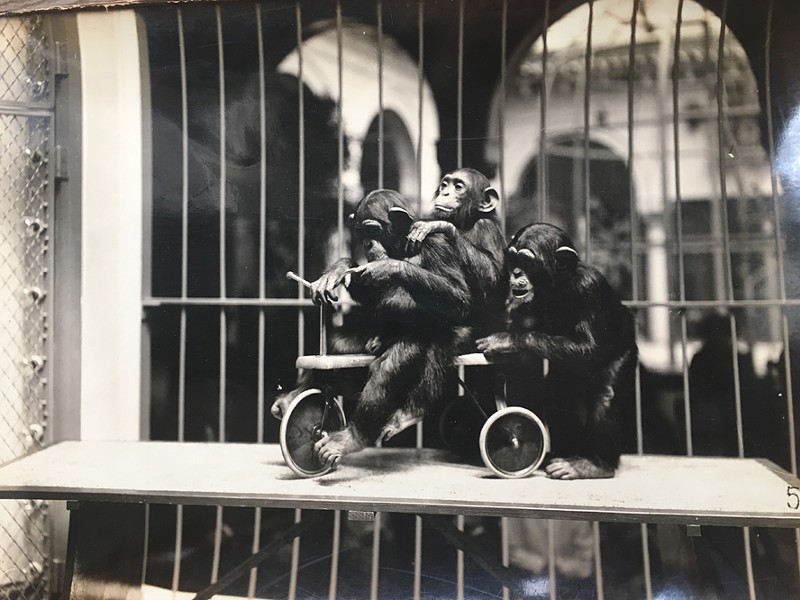Vintage Photos of the Saint Louis Zoo Reveal How Much Has Changed (16)
