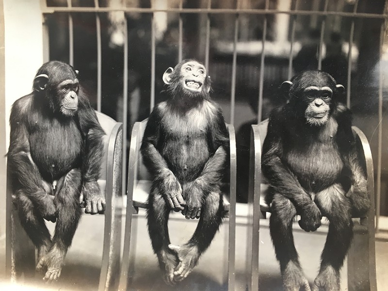 Vintage Photos of the Saint Louis Zoo Reveal How Much Has Changed (17)