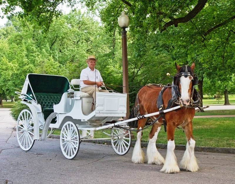 Jimmy Joe the Carriage Horse Is Retiring From Tower Grove Park