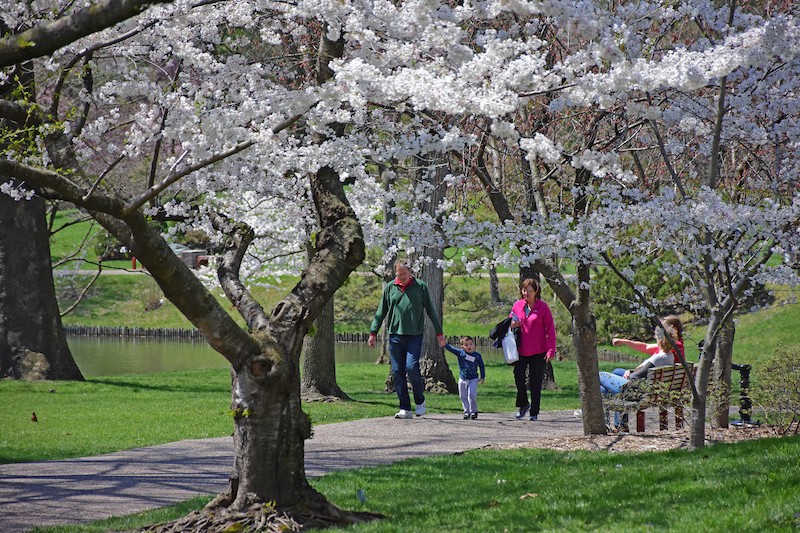 MoBOT is gorgeous in cherry blossom season. - SUNDOS SCHNEIDER
