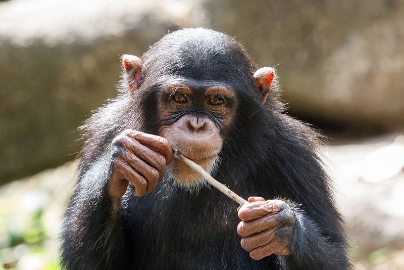 A chimpanzee - Shutterstock/Lev Levin