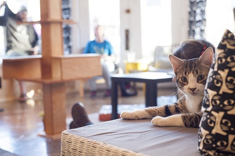 The cuteness at Mauhaus Cat Cafe is unreal. - PHOTO BY KELLY GLUECK.