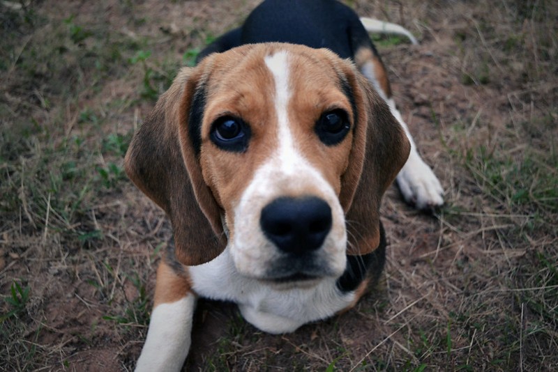 Not the beagle in question, but a very good dog that doesn't deserve to be skinned alive by a psychotic piece of human garbage nonetheless. - VICTOR TORRES/FLICKR