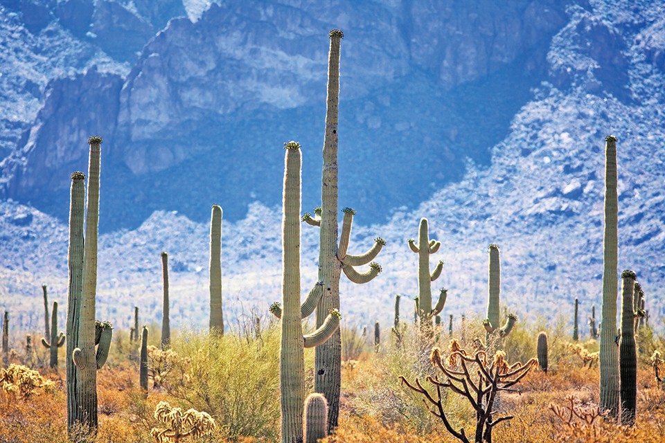 The saguaros of Organ Pipe Cactus National Monument stand tall beside the road that runs between Lukeville, Arizona, and Puerto Penasco, Mexico. - JOSHUA ROWAN