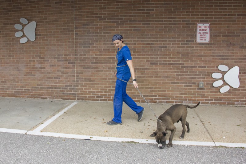 A staff member walks a dog outside the county shelter in September. - DANNY WICENTOWSKI