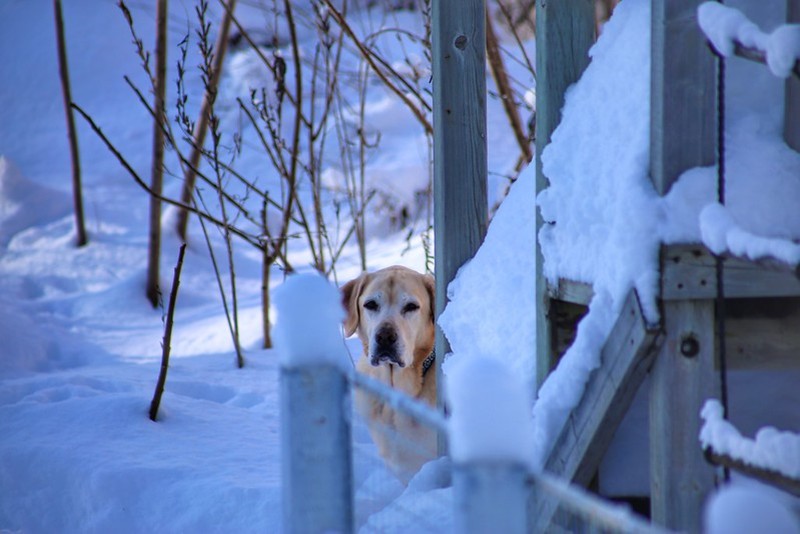 Doggie, it's cold outside. - JAY / FLICKR