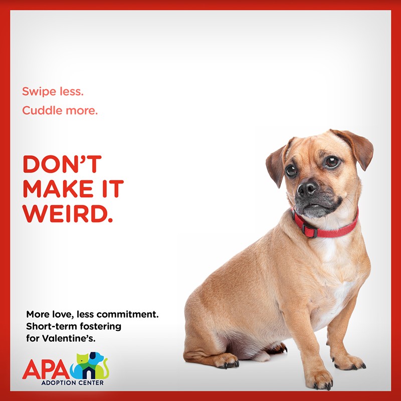 Do it Doggy Style This Valentine's Day With the APA's Weekend Fostering Program (2)