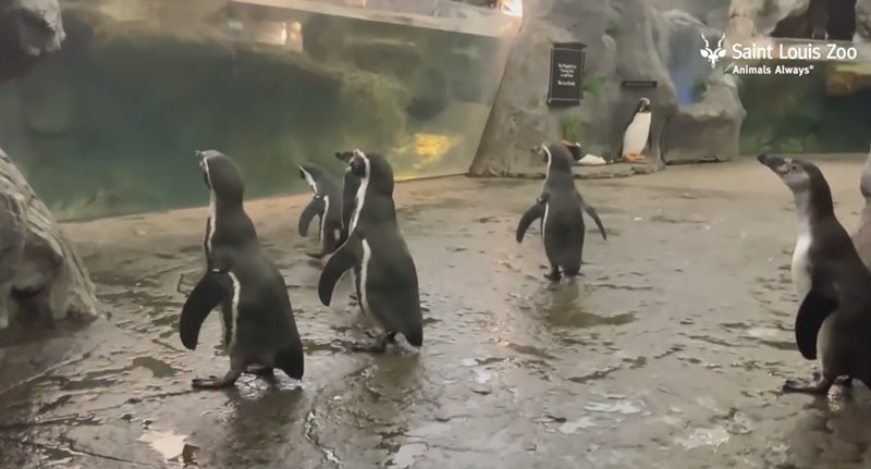 Humboldt penguins are magic. - screengrab from this Saint Louis Zoo video