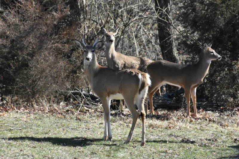Looks like the deer will have Jefferson Barracks to themselves for a while. - DOYLE MURPHY