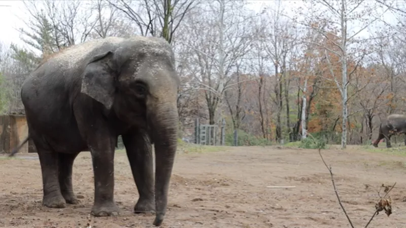 Asian Elephant  Saint Louis Zoo