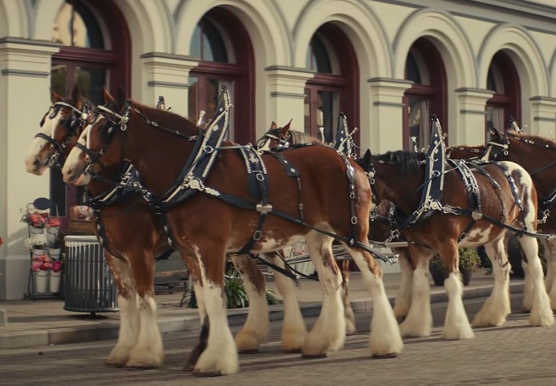 No, these aren't Budweiser Clydesdales. They're just "horses." - screenshot via YouTube