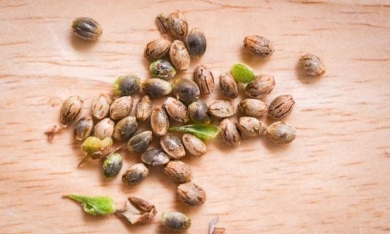 The Best Seed Banks (Online) that Ships to USA - Top 10 Products 2021