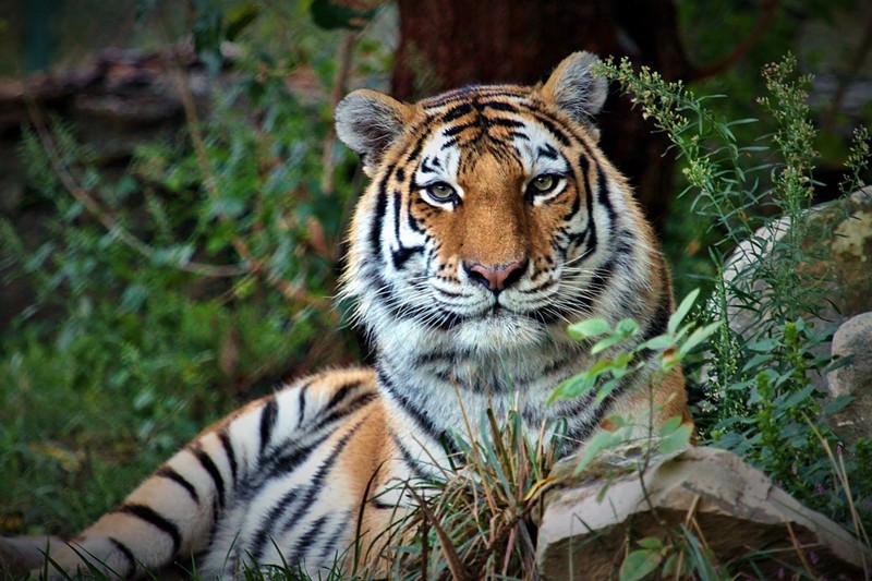 Kalista the Amur tiger. - SAINT LOUIS ZOO