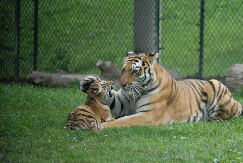 Kalista and one of her cubs. She gave birth to five cubs in 2008. - SAINT LOUIS ZOO
