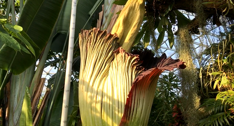 Octavia the corpse flower is ready to put on a (smelly) show. - Screengrab from Missouri Botanical Gardens  / Facebook Live