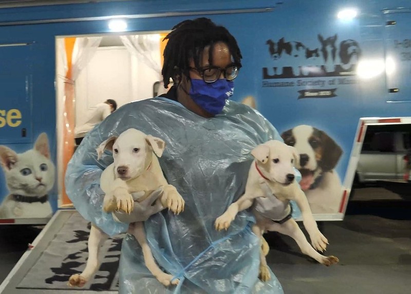 Two pups rescued in Louisiana by the Missouri Humane Society. - COURTESY OF HUMANE SOCIETY OF MISSOURI