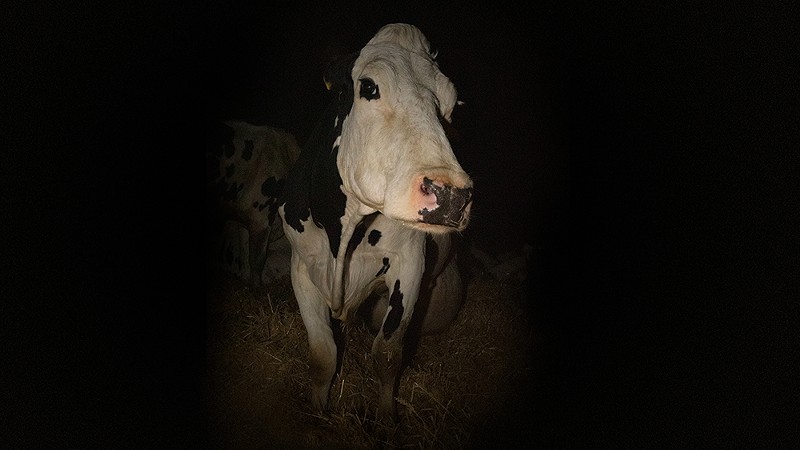 Cow brings you inside the lived experience of one very real farm animal. - COURTESY SLIFF