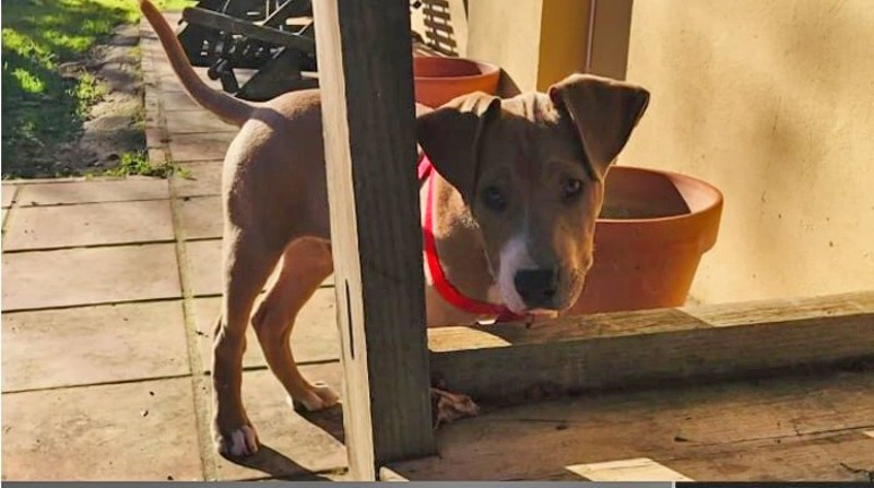 Apollo, a three-year-old Spanish mastiff, was reportedly shot and killed Sunday night. - VIA KSDK'S REPORT