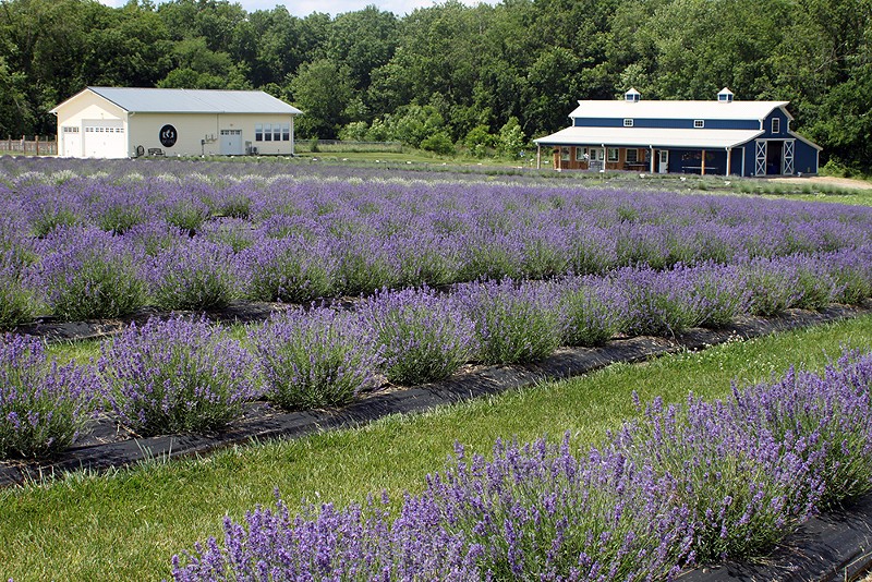 Battlefield Lavender in Centralia has about 4,200 plants as of May 2020, up from 300 in its first year in 2016. - COURTESY BATTLEFIELD LAVENDER