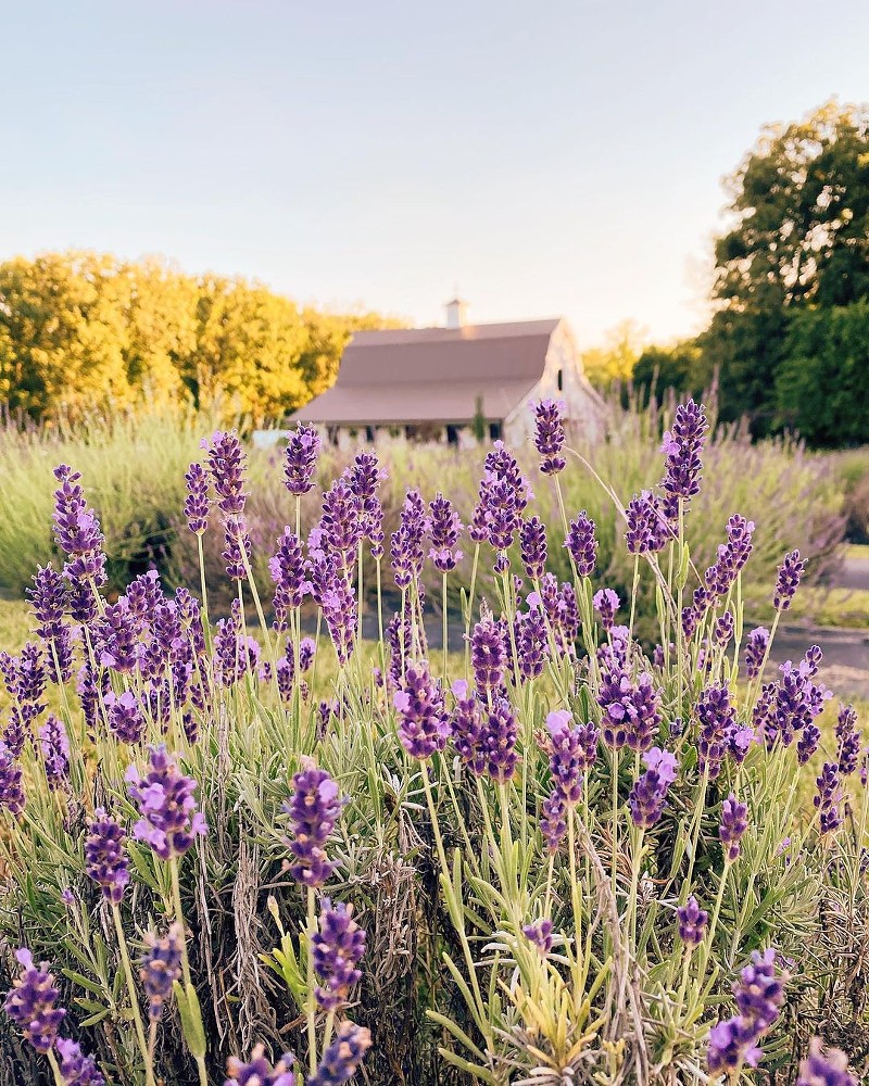 Long Row Lavender in Wright City, Missouri, not only grows lavender but also has a gift shop and events space. - COURTESY LONG ROW LAVENDER