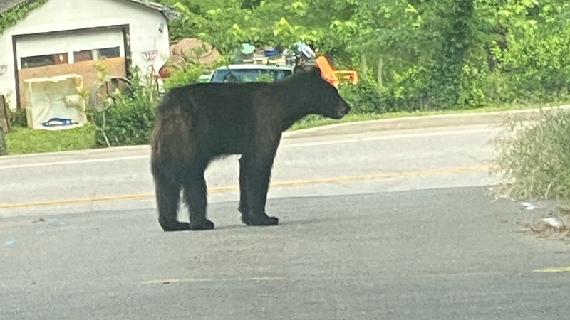 A black bear spotted in Fenton is likely looking for a place to start his home. - Courtesy Justin Mathenia
