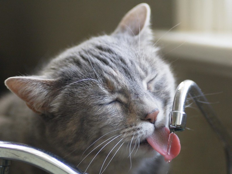 Your tap water might taste a little weird right meow. - @necosky / Flickr