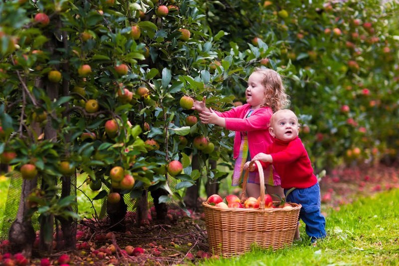 Kids picking apples.