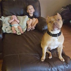 Chino the dog with Kasey and Dylan's Stoudts' two sons.