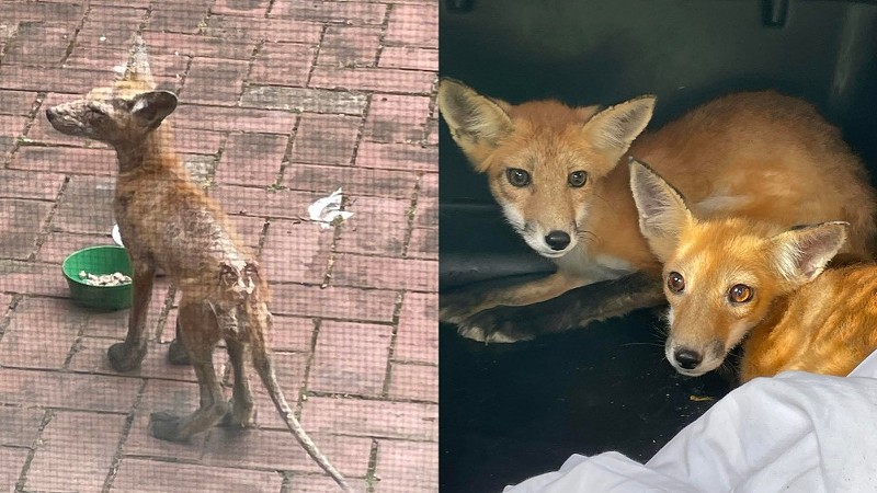 After seeing the mangy foxes in her backyard, Rinehart worked to save them. - COURTESY NADINE SOKO RINEHART