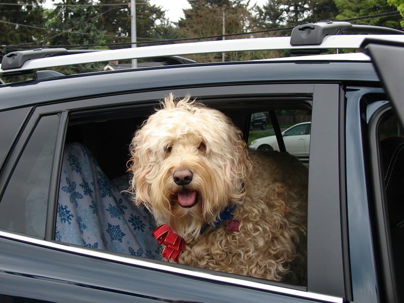 A fluffy, blond dog hangs its head out a car window.