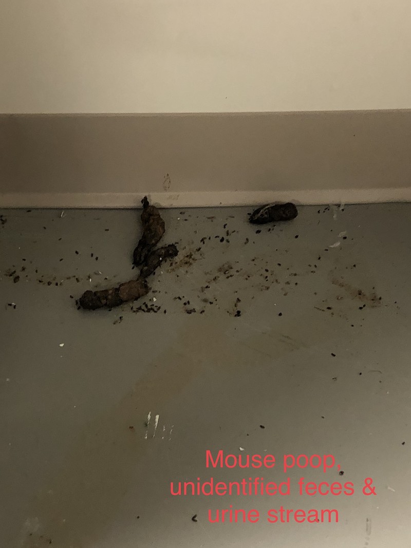 Photos marked "mouse poop, unidentified feces and urine stream" from Animal Care and Control facility.