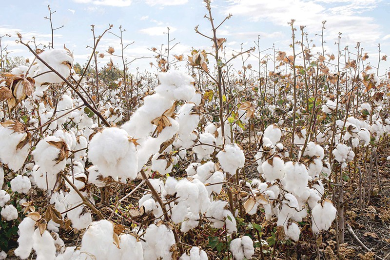 A close up of a cotton field.
