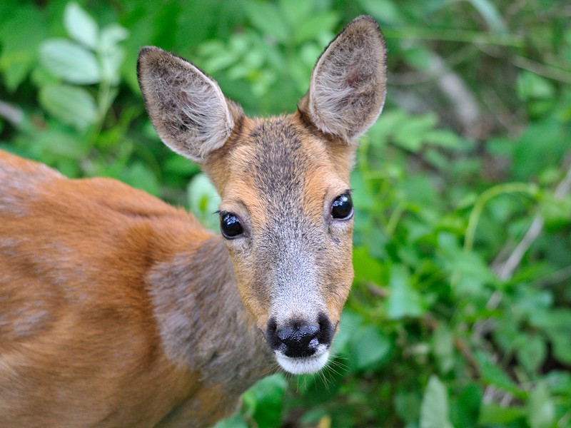 Cute and deadly, Missouri deer are in mating season and causing a problem for motorists.