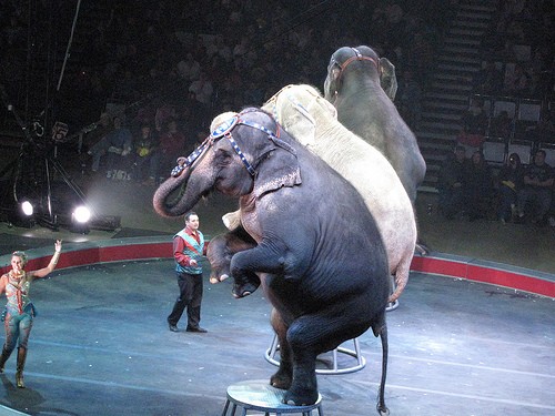 The protest is over the use of animals in the circus.