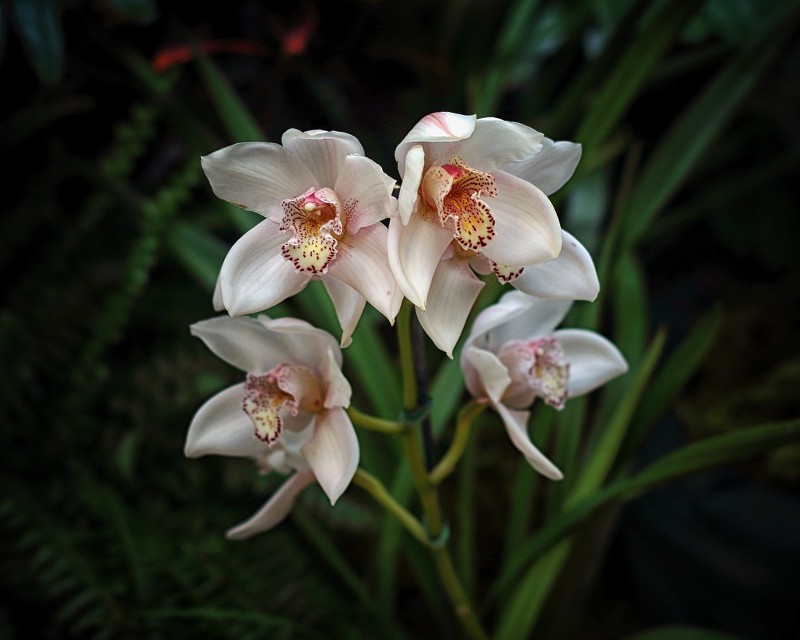 The Missouri Botanical Garden's Orchid Show will soon brighten up our winter.