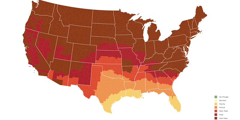 When St. Louis is at its peak, so is northern Georgia. - VIA FALL FOLIAGE MAP