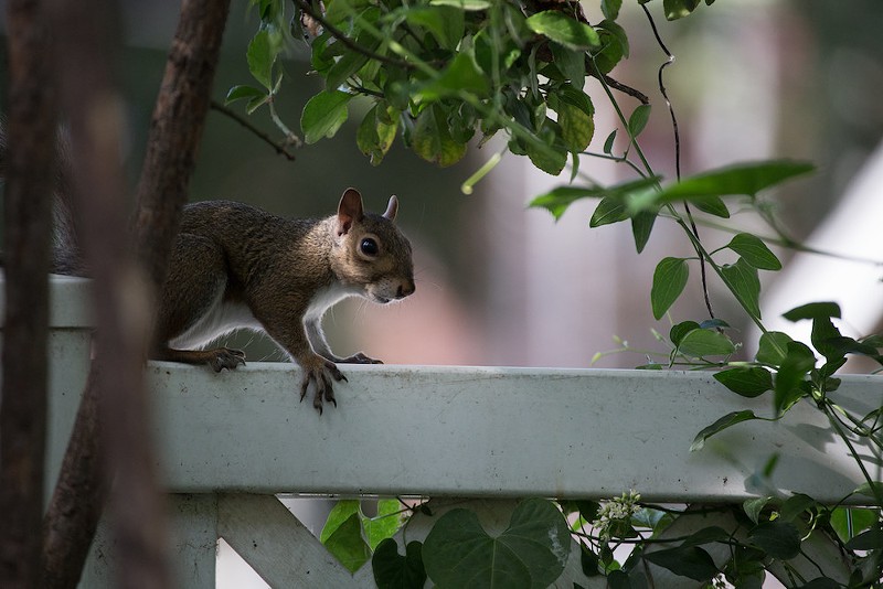 Squirrels do the darnedest things. - FLICKR/PAUL SABLEMAN