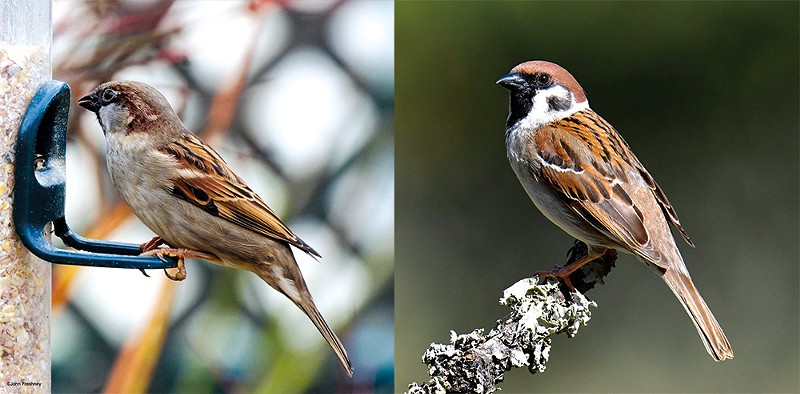 Left, the House Sparrow. Right, the Eurasian Tree Sparrow. - FLICKR/JOHN FRESHNEY AND LUIZ LAPA
