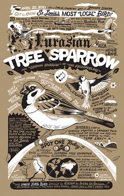St. Louis artist Dan Zettwoch is a fan of the Eurasian Tree Sparrow. - DAN ZETTWOCH