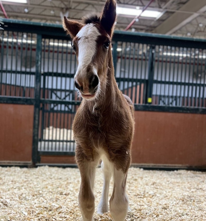Look at this cute little boy! Anheuser-Busch has welcomed a new Clydesdale foal at their Warm Springs Ranch in Boonville.