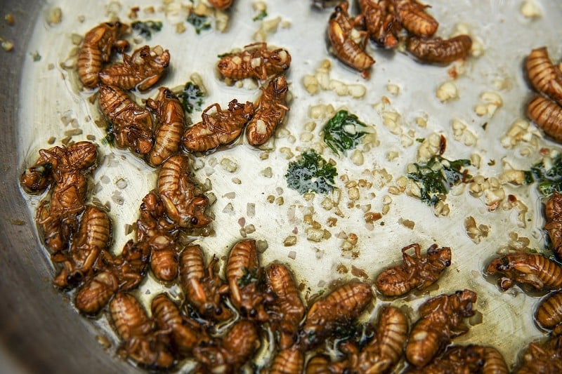 Cicada nymphs cook in a pan of olive oil, garlic, and parsley on Monday, May 20, 2024, at Sophia M. Sachs Butterfly House in Chesterfield. - ZACHARY LINHARES
