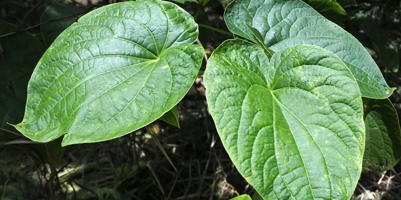 Image of a kava plant with a traditional beverage, highlighting its benefits and controversies.