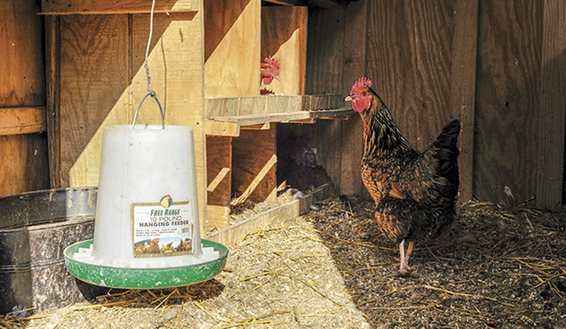 Chickens can be something of a "gateway drug," some city dwellers find. - PHOTO BY KELLY GLUECK
