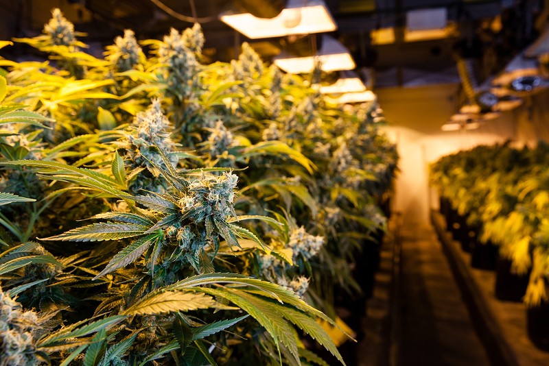Marijuana is now big business in Colorado. Missouri? Not so. - SHUTTERSTOCK/Eric Limon
