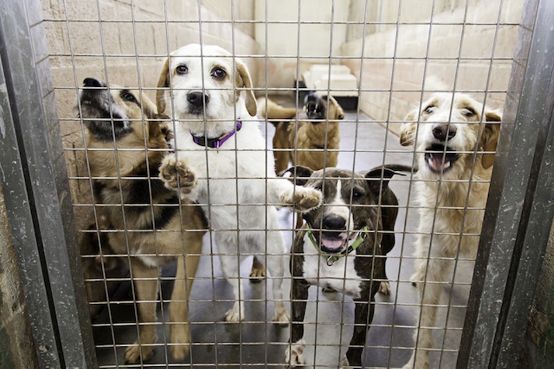 Missouri Dog Breeder Loses Defamation Suit Against Humane Society