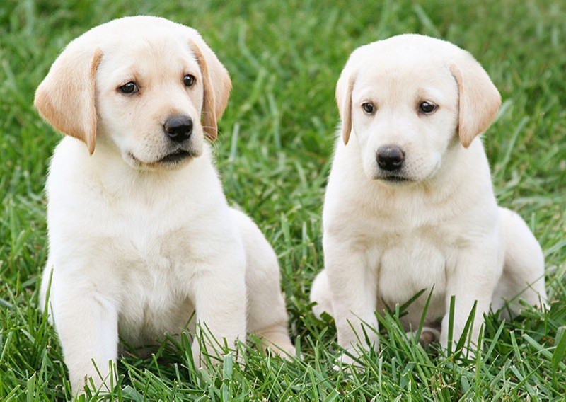 Petland Puppies Have Infected 39 People, CDC Says — Including One in Missouri