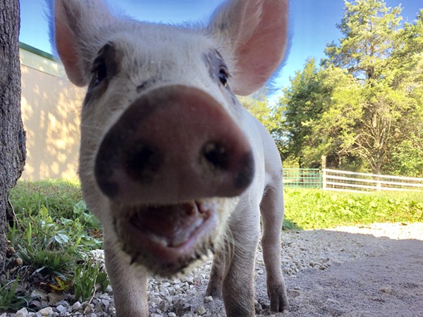 A happy pig at home at the Gentle Barn. - PHOTO COURTESY OF ELLIE LAKS-WEINER