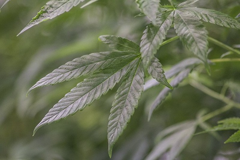 Hemp plants being grown at BeLeaf, one of the two licensed growers in Missouri. - PHOTO BY SARA BANNOURA