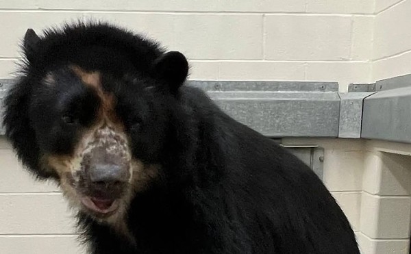 Ben the Bear Outsmarted At Last, Will Get Moved to Texas