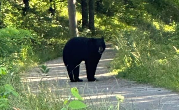 Missouri Police Warn Citizens Not to Wrestle Bear
